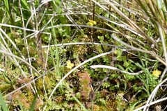 Hypericum anagalloides