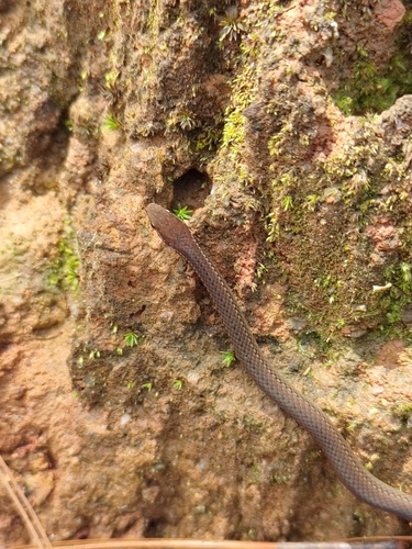 Myers' Graceful Brown Snake