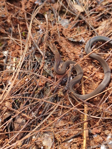 Photo of a Myers' Graceful Brown Snake (Rhadinaea myersi)