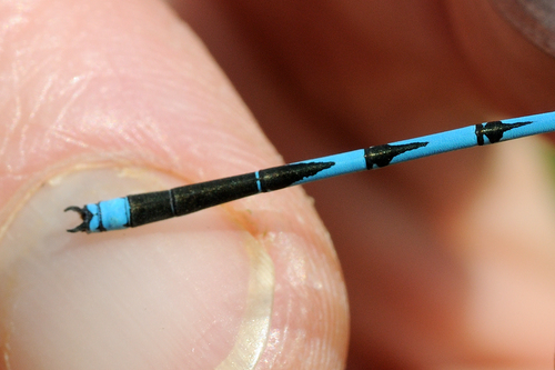 Goblet-marked Damselfly