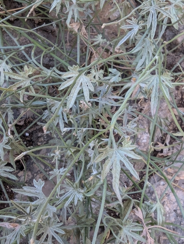 Image of Convolvulus elegantissimus by no rights reserved