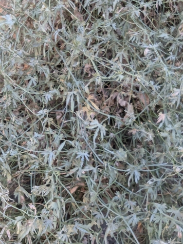 Image of Convolvulus elegantissimus by no rights reserved