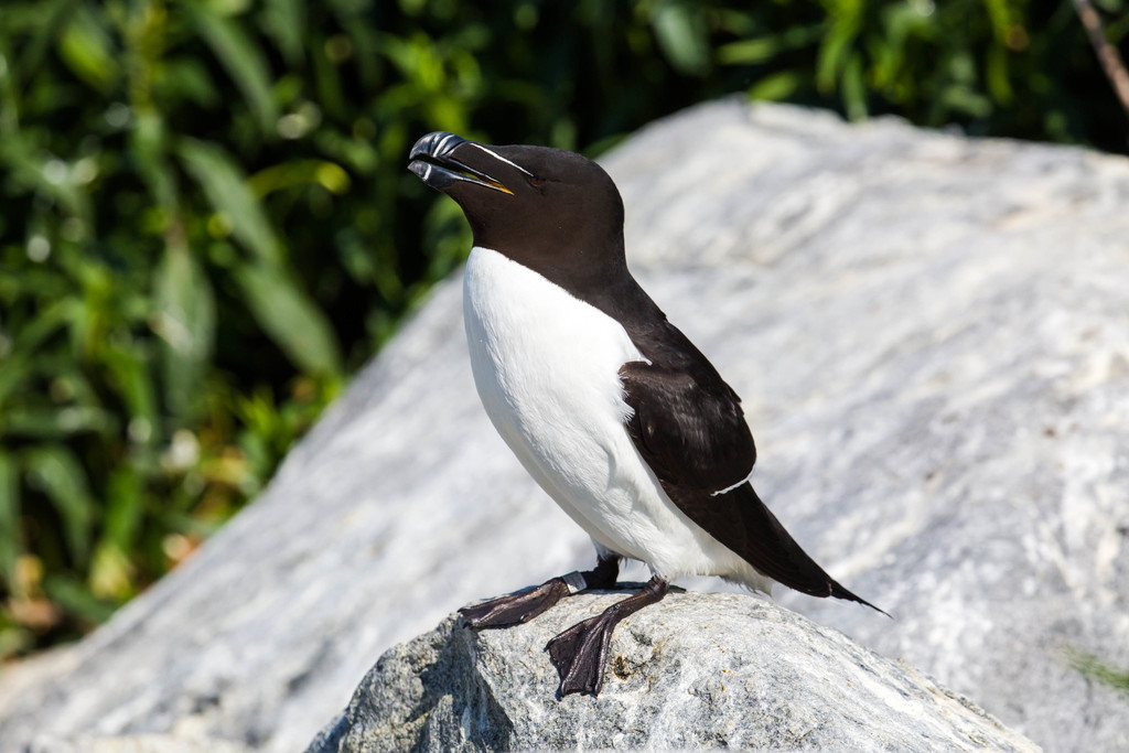 Foto de Razorbill