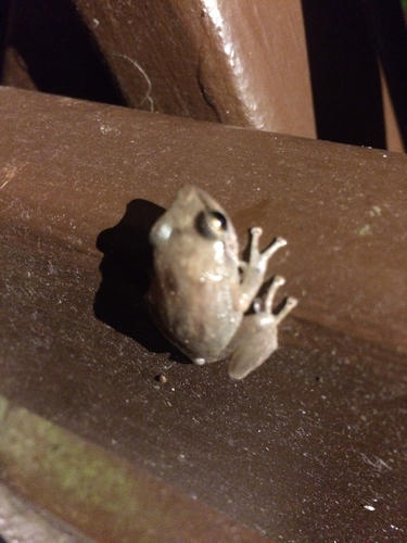 Eleutherodactylus coqui