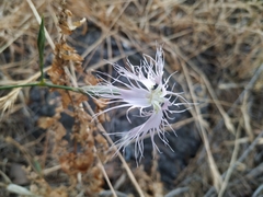 Dianthus broteri