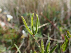 Oxalis adspersa