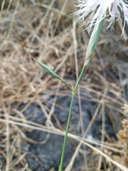 Dianthus broteri