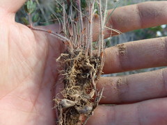 Oxalis adspersa