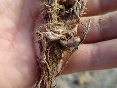 Oxalis adspersa