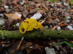 Tremellaceae