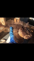 Hemitripterus americanus