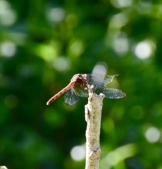 Dythemis rufinervis