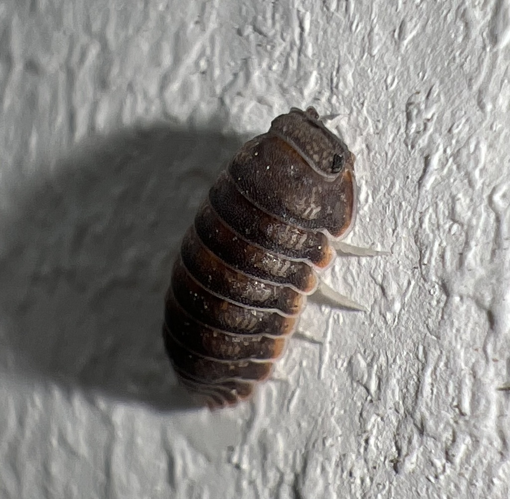 Venezillo bolivianus