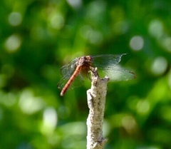 Dythemis rufinervis