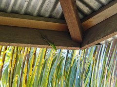 Lamprolepis smaragdina