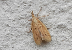 Ematheudes punctella