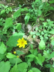 Hieracium venosum