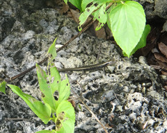 Emoia atrocostata
