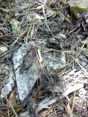 Canis lupus italicus