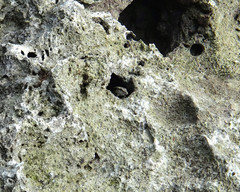 Emoia atrocostata
