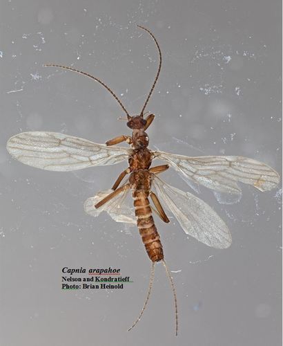 Arapahoe Snowfly (Arsapnia decepta) · iNaturalist