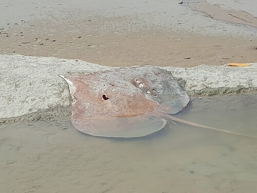 Sharpsnout stingray (Fontitrygon geijskesi) — Dasyatidae — 2