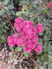 Eriogonum grande rubescens