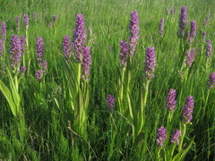 Dactylorhiza incarnata cruenta