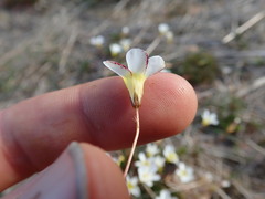 Oxalis capillacea