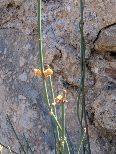 Image of Ephedra foeminea by no rights reserved