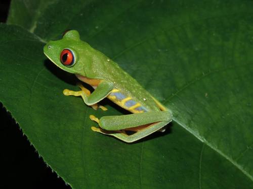 Taylor's Leaf Frog