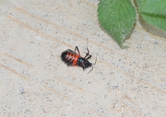 Ectrychotes andreae