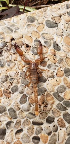Diplocentrus taibeli