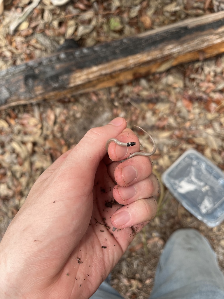 Florida Crowned Snake