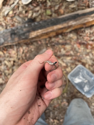 Florida Crowned Snake