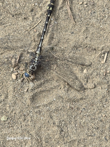 Olive Clubtail photo 2