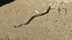 Thamnophis cyrtopsis cyrtopsis