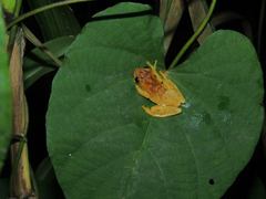 Dendropsophus microcephalus