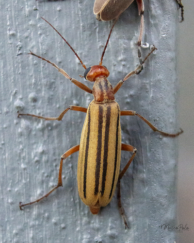 Epicauta abadona Skinner, 1904