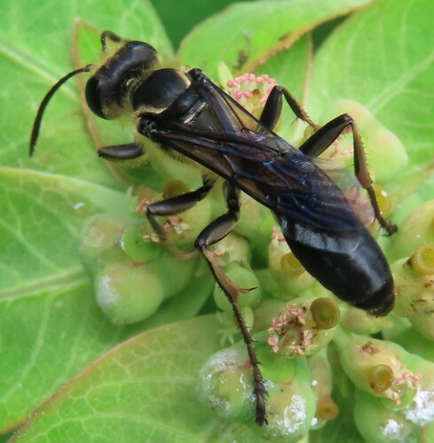 Sphex dorsalis photo 3