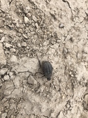 Phyllophaga lanceolata