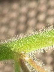 Sairocarpus pusillus