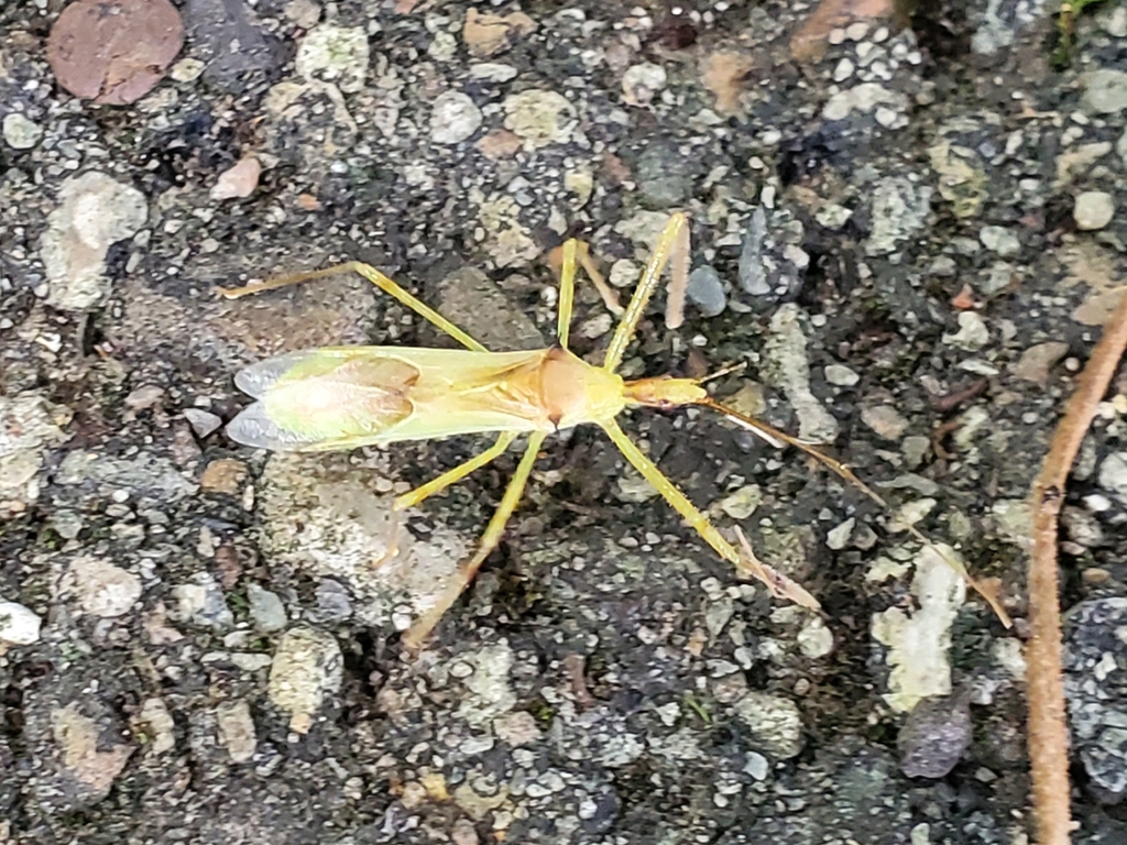 Assassin Insect Ohio Pale Green Assassin Bug from Granville South, OH, USA on August 7, 2024 ...