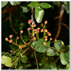 Pistacia atlantica mutica