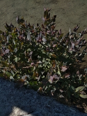 Flaveria chlorifolia