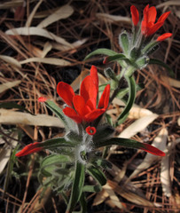 Castilleja nervata