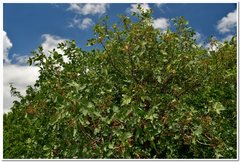 Pistacia atlantica mutica