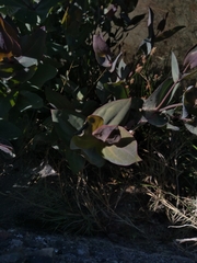 Flaveria chlorifolia