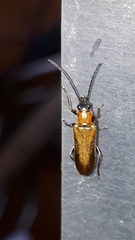 Anogcodes rufiventris