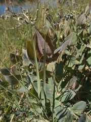 Flaveria chlorifolia